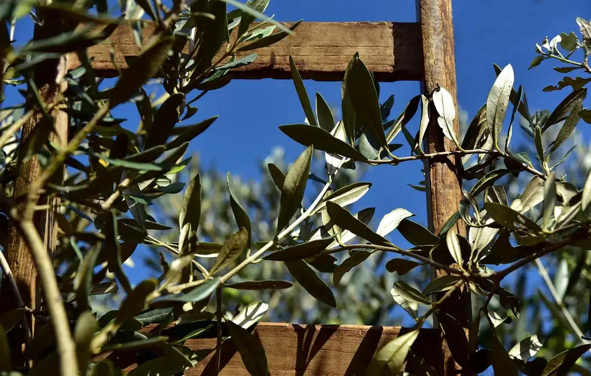 Agricoltore che raccoglie olive da alberi durante la stagione del raccolto