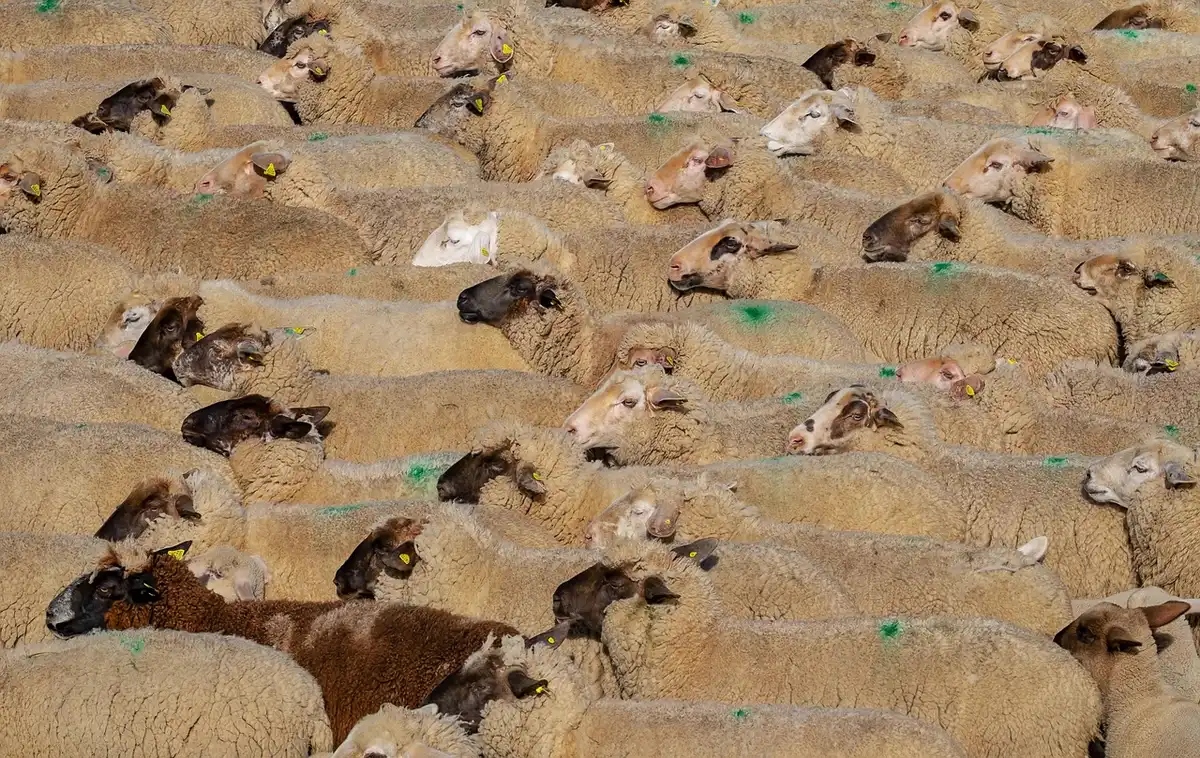 Pastoral scene of a shepherd with sheep on a Sardinian hillside